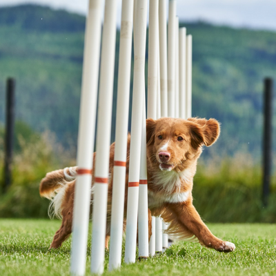 Especial perros deportivos